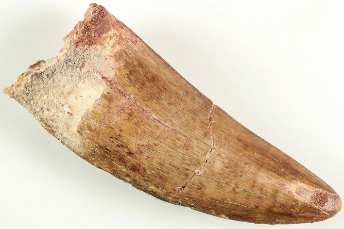 Serrated, Carcharodontosaurus Tooth - Real Dinosaur Tooth #207018